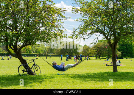 LONDON - JUNE 12, 2016: A man strings a hammock in the shade of two trees in Primrose Hill park a popular recreation destination Stock Photo