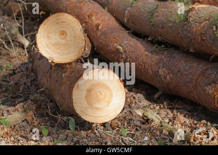 Scots Pine (Pinus sylvestris). Felled tree trunks, end on showing annual growth rings. Norfolk. England . UK. Winter. Stock Photo