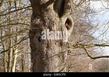 English Oak (Quercus robur). Elderly, senile tree with hollowed trunk, left standing, in English parkland. Norfolk. Stock Photo