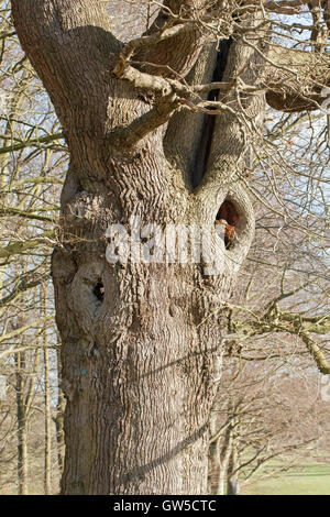 English Oak (Quercus robur). Elderly, senile tree with hollowed trunk and holes, left standing, in English parkland. Norfolk. Stock Photo