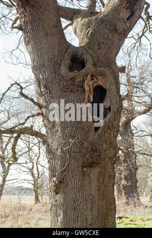 English Oak (Quercus robur). Elderly, senile tree with hollowed trunk, left standing, in English parkland. Norfolk. Stock Photo