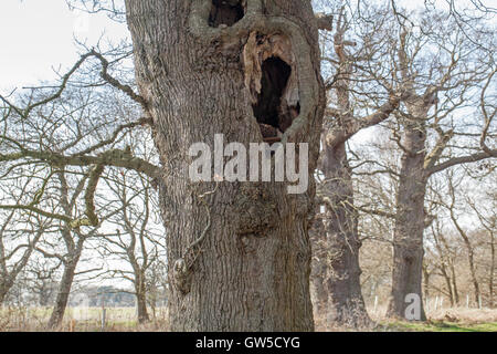 English Oak (Quercus robur). Elderly, senile tree with hollowed trunk, left standing, in English parkland. Norfolk. Stock Photo