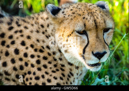 Cheetah at the Emdoneni Cat Rehabilitation Centre in South Africa, which purpose is to care for wild cats. Stock Photo