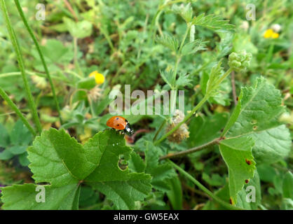 A Red Ladybug Walking on the Green Leaf Stock Photo