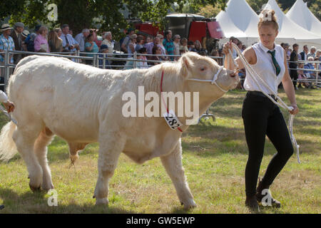 Charolais Bull (Bos taurus), about to get into step with handler entering ring for  judging. Aylsham Annual Agricultural Show. Stock Photo