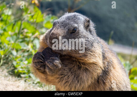 Wild alpine marmot (marmota marmota) eating an Oreo cookie.