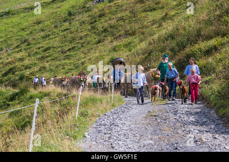 Alpabzug: Alpine transhumance in Switzerland. A family drives their livestock, cattle and goats, from alpine meadows down to the valley in autumn. Stock Photo