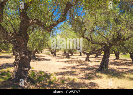 Olive trees in traditional Greek garden, Zakynthos island Stock Photo