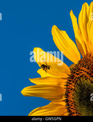 Sunflower on a bright blue sky day with a flying bee Stock Photo