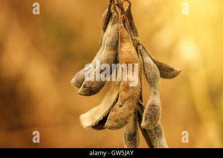 Close up of ripe soybean crop pods in cultivated field ready for harvesting season Stock Photo