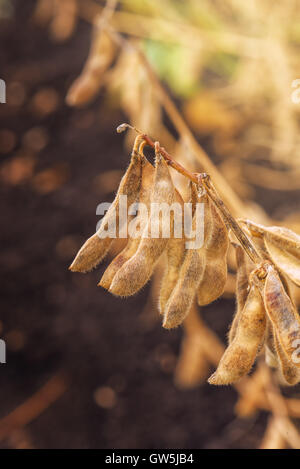 Close up of ripe soybean crop pods in cultivated field ready for harvesting season Stock Photo