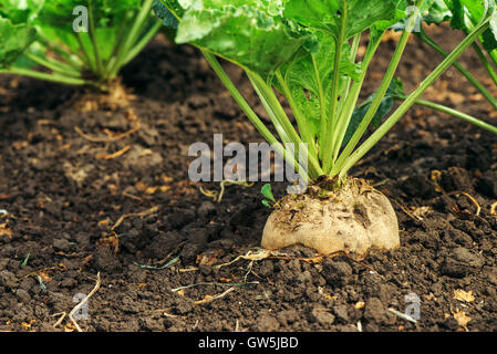 Sugar beet root in ground, cultivated crop in the field Stock Photo