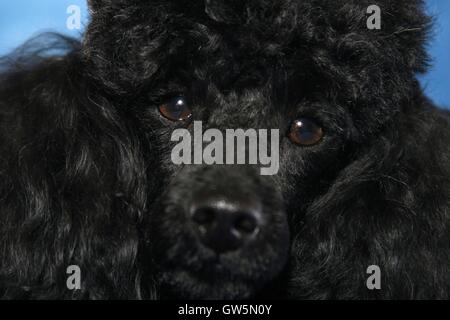 Miniature Poodle face Stock Photo