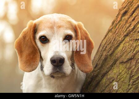 Beagle Portrait Stock Photo