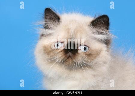 Perser Colourpoint Kitten Stock Photo
