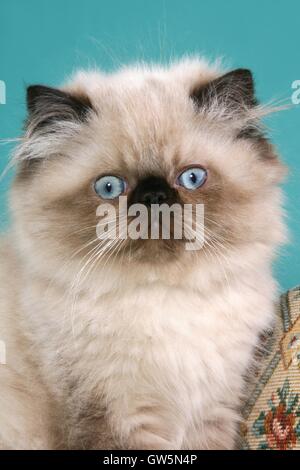 Perser Colourpoint Kitten Stock Photo
