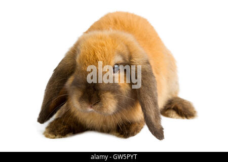 Baby of orange rabbit isolated on white background Stock Photo