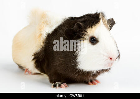Guinea pig little pet rodent. guinea pig isolated on white background Stock Photo