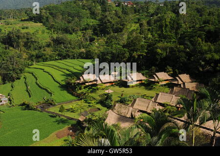 sunlit houses & rice terraces, Pacung Village, Bali, Indonesia. credit: Kraig Lieb Stock Photo