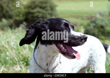 spaniel Stock Photo