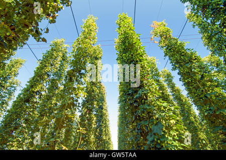 Green hops plantation with blue sky above Stock Photo