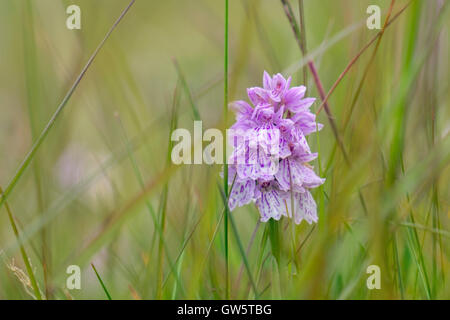 A wild Heath Spotted Orchid (Dactylorhiza maculata) flower growing in damp acidic grassland. Snaefellsnes Peninsula, Iceland Stock Photo