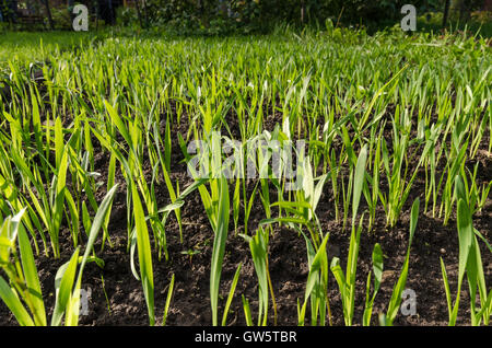 Young wheat seedlings growing in a soil.