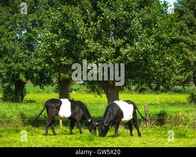 lakenfelder cows at meadow in krimpenerwaard holland Stock Photo