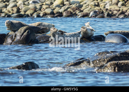 Pusa is a genus of earless seals. Stock Photo