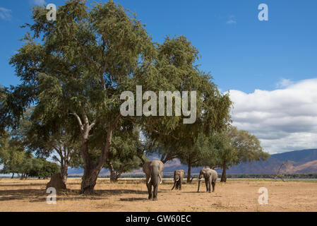 Three African Elephant bulls (Loxodonta africana) in the Zambezi valley feeding on Ana Tree pods (Faidherbia albida) Stock Photo