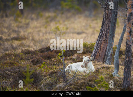 White Reindeer lying down in moss looking in to the camera, Stora sjöfallets national park, Gällivare, Swedish Lapland, Sweden Stock Photo