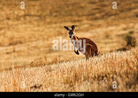 single yellow tall kangaroo wallaby in Flinders Ranges National park of South Australia. Standing still alert against brown yell Stock Photo
