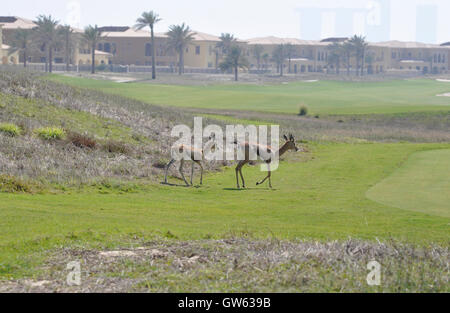 Gazelle, Arabian (Gazella arabica) Stock Photo