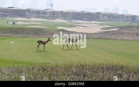 Gazelle, Arabian (Gazella arabica) Stock Photo