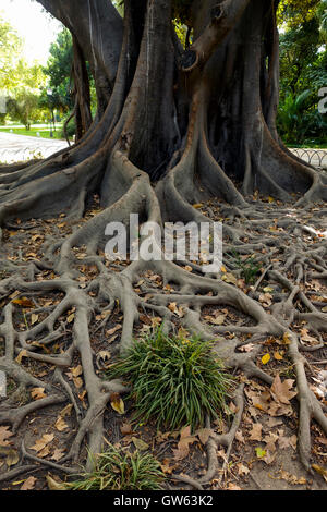 Roots of a Moreton Bay fig, Australian banyan Ficus, macrophylla, Seville Park, Andalusia, Spain. Stock Photo