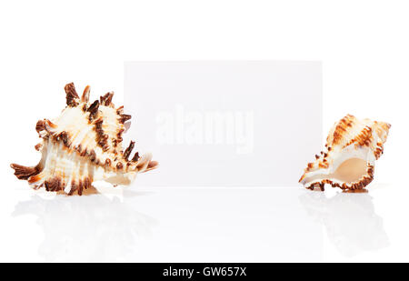 Blank white visit card with two sea shells isolated on white background Stock Photo