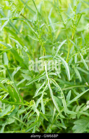 Wild rocket (Diplotaxis tenuifolia) plant growing in UK. Stock Photo