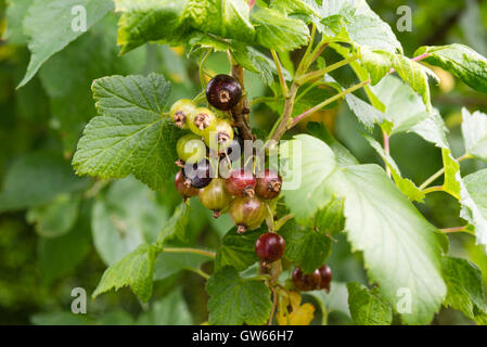 Close up of fruit ripening on a blackcurrant bush (Ribes nigrum) growing in the UK. Stock Photo