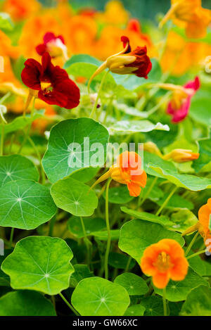 Nasturtium (Tropaeolum majus) plants with edible leaves and flowers, growing in the UK. Stock Photo