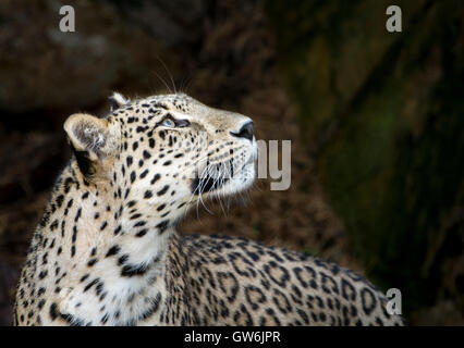 Male Persian leopard Stock Photo
