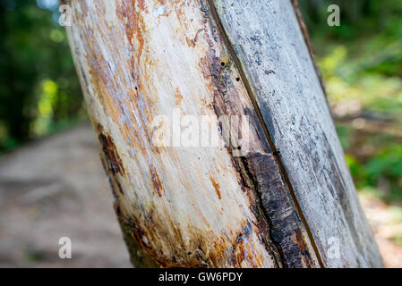 Detail of a tree trunk Stock Photo