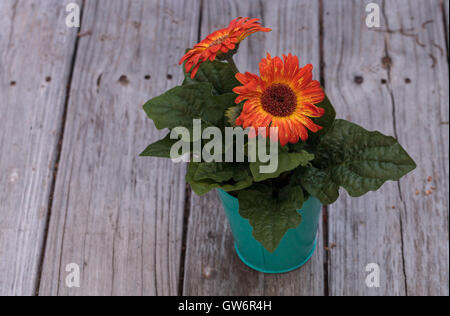 Orange and yellow gerbera daisies in an aqua pot on a rustic wood picnic table Stock Photo