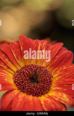 Orange and yellow gerbera daisies in an aqua pot on a rustic wood picnic table Stock Photo