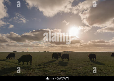 Welsh Black cattle on the meadows of the tiny islet of Langeness in the mud flats, North Sea, Schleswig-Holstein, Germany Stock Photo