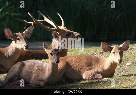 Group of Indian hog deer (Axis Porcinus, Hyelaphus porcinus), native from Pakistan to Thailand, antlered male in background Stock Photo