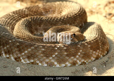 Red diamond rattlesnake (Crotalus ruber), native to the southern California and Baja California, Mexico Stock Photo