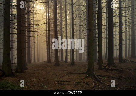 pine tree forest in morning mist Stock Photo