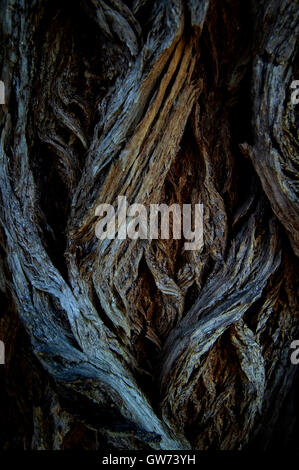 abstract tree bark texture Stock Photo