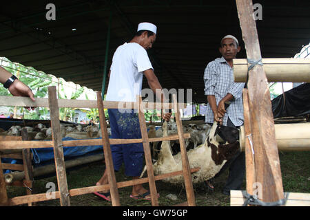 Medan, North Sumatra, Indonesia. 12th Sep, 2016. NORTH SUMATRA, INDONESIA - SEPTEMBER 12 : Indonesia muslim hold goat during the celebration of Eid al-Adha at Al-Mudziri islamic boarding school on September 12, 2016 in Medan, North Sumatra Province, Indonesia. Muslims worldwide celebrate Eid Al-Adha, to commemorate the holy Prophet Ibrahim's (Prophet Abraham) readiness to sacrifice his son as a sign of his obedience to God, during which they sacrifice permissible animals, generally goats, sheep, and cows. Eid-al Adha is the one of two most important holidays in the Islamic calendar, with Stock Photo