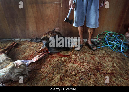 West Jakarta, Jakarta, Indonesia. 14th Feb, 2013. Head of cow after slaughter is seen during celebrations of Eid al-Adha on September 12, 2016 in Jakarta, Indonesia. Muslims worldwide celebrate Eid Al-Adha, to commemorate the Prophet Ibrahim's readiness to sacrifice his son as a sign of his obedience to God, during which they sacrifice permissible animals, generally goats, sheep, and cows. © Afriadi Hikmal/ZUMA Wire/Alamy Live News Stock Photo